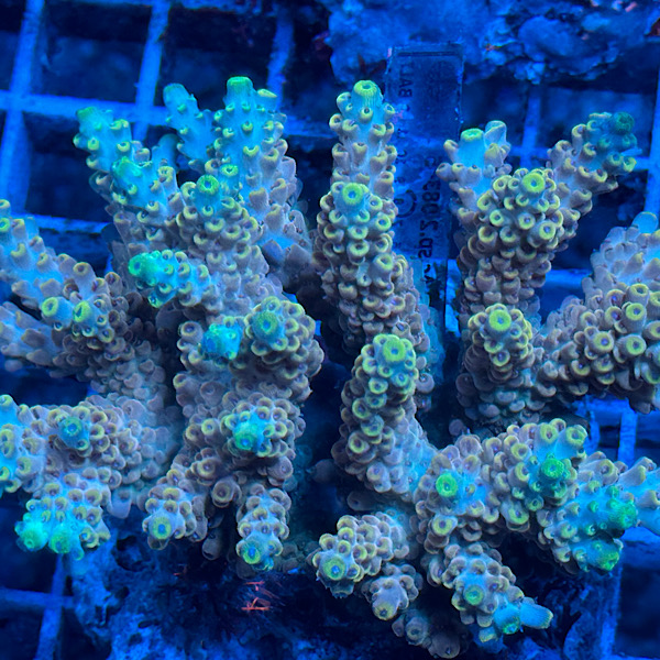Acropora Tenuis category icon/image
